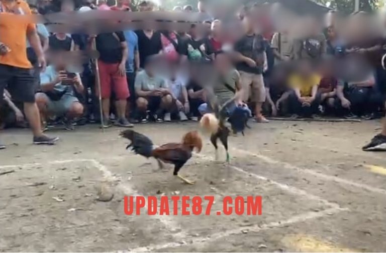 Masyarakat Resah Sabung Ayam Marak di Putussibau: Diduga Ada Pembiaran