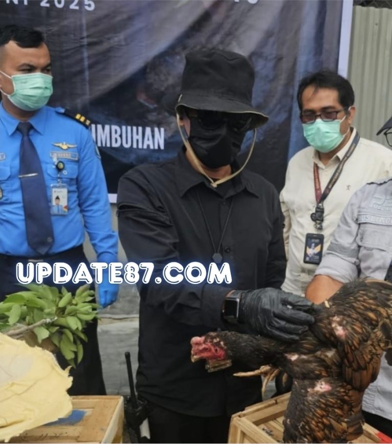 Tanggapan Karantina Sumut melalui Katim Gakkum; Karantina tidak Menutup Pelayanan, Asalkan Jelas Asal Usul Ayam