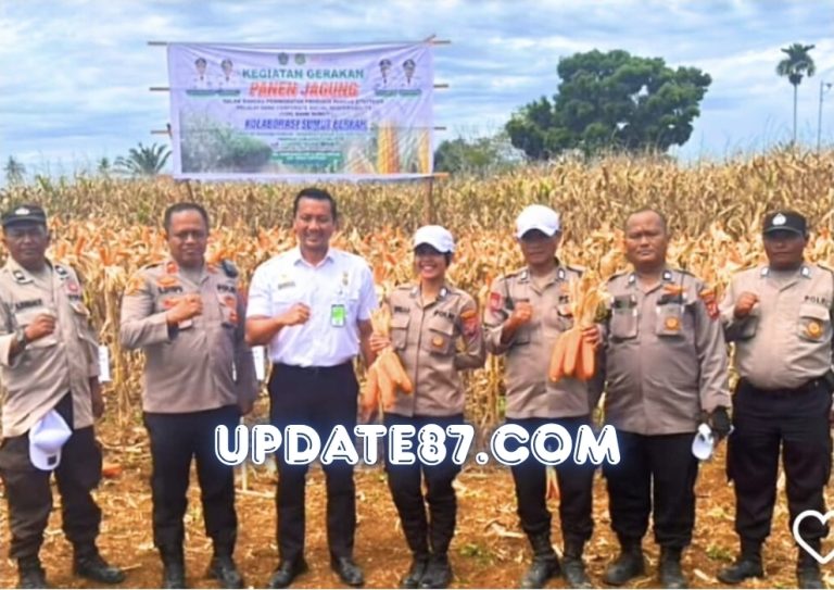 Dukung Ketahanan Pangan, Kapolsek Medan Tuntungan Hadiri Panen Jagung