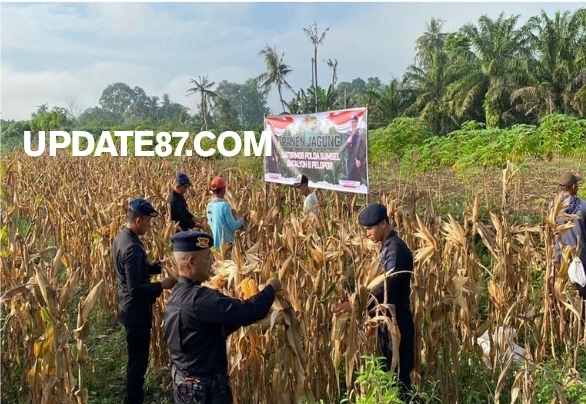 Personel Batalyon B Satbrimob Polda Sumsel Laksanakan Panen Jagung di Musi Rawas